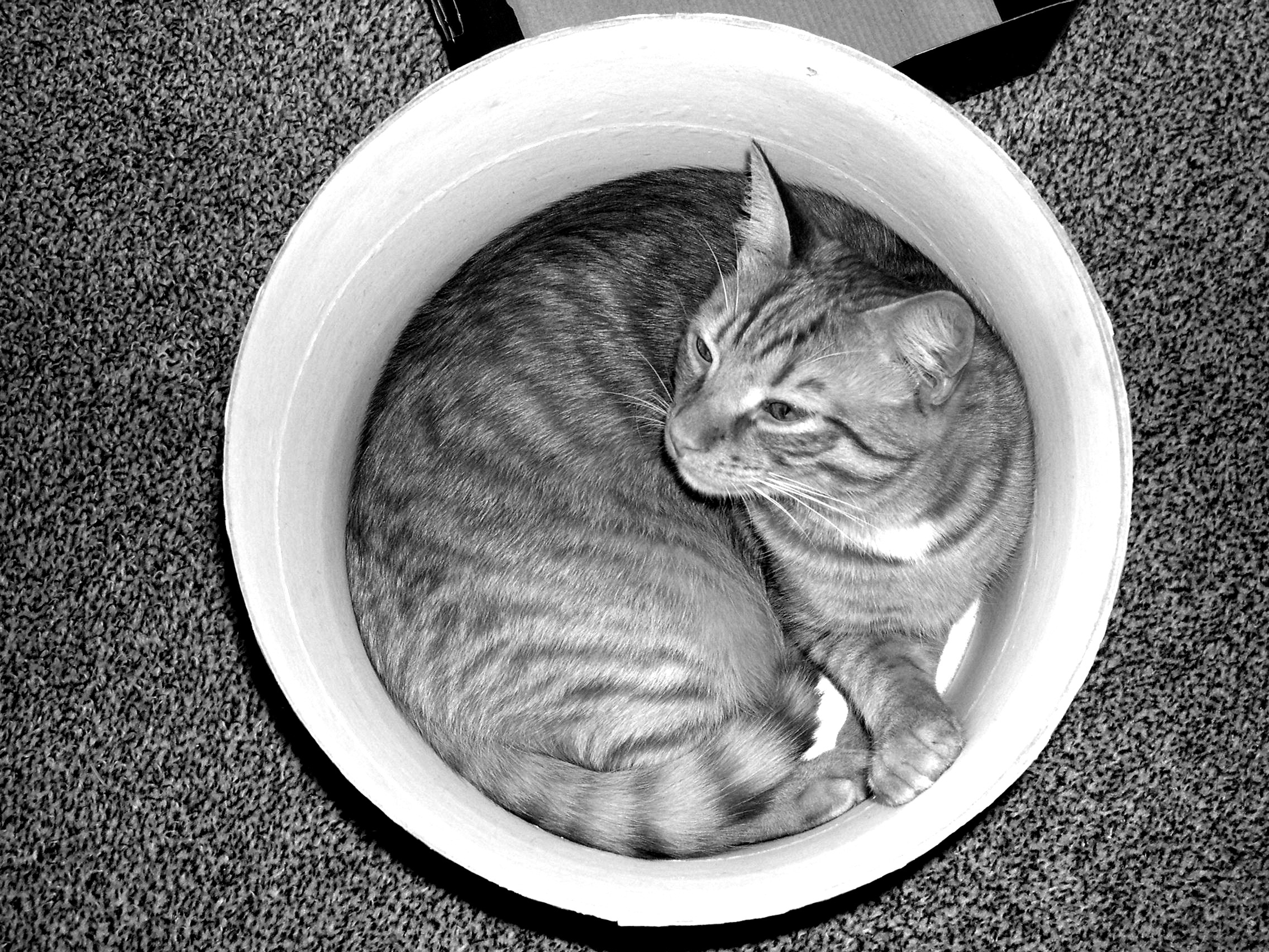 Desaturated photograph of cat in a bucket with heightened contrast