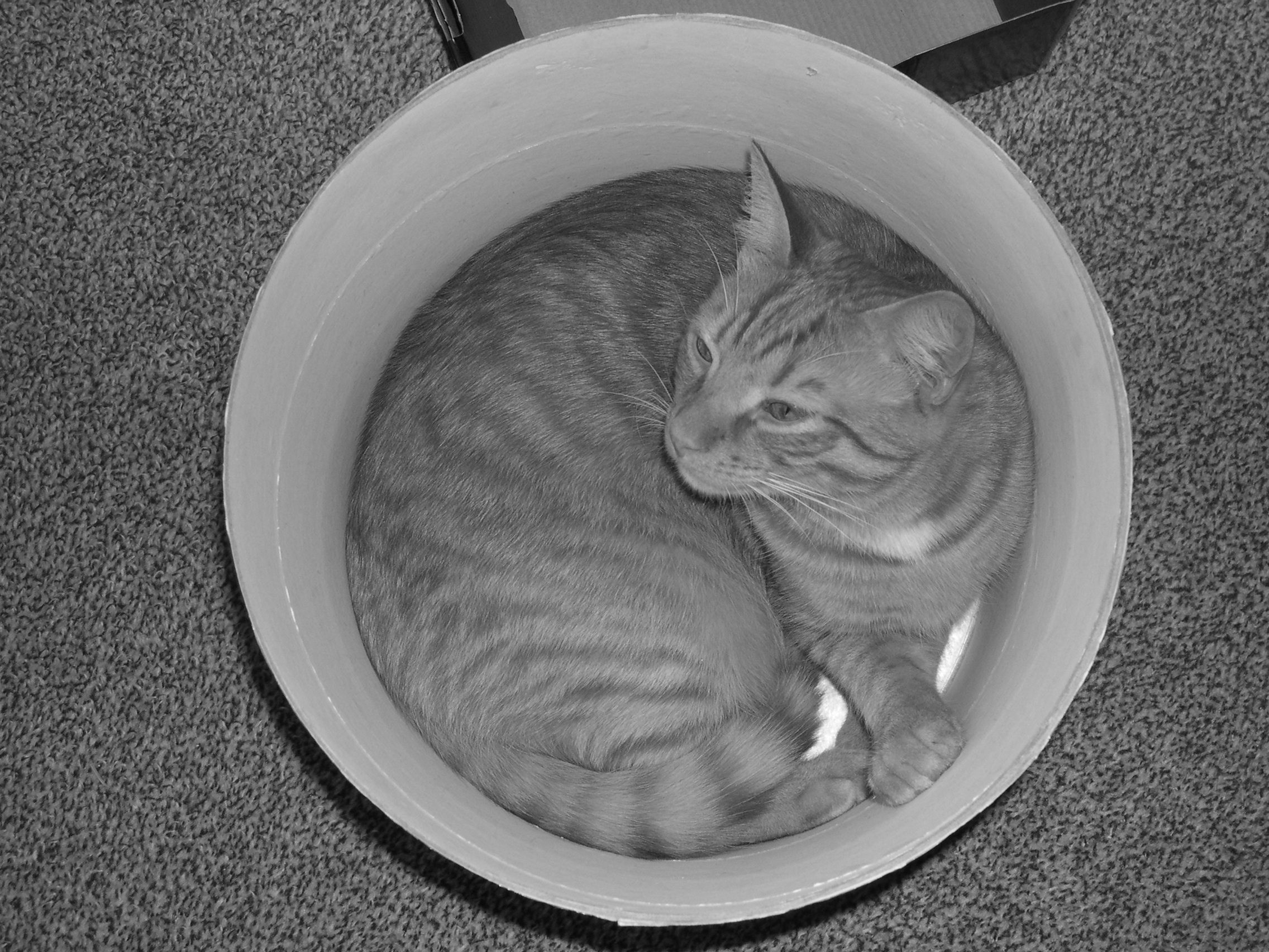 Desaturated photograph of cat in a bucket