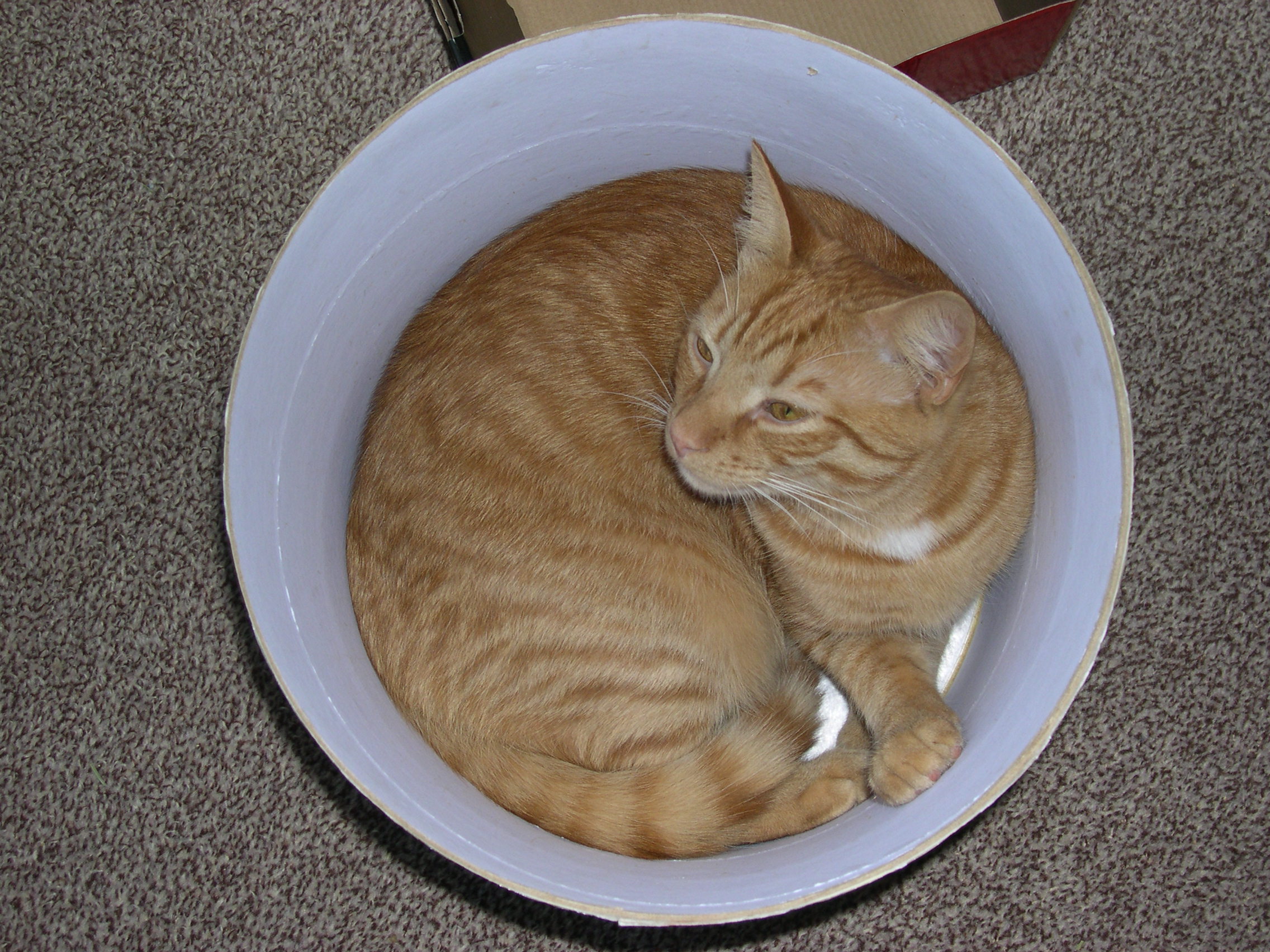 Color photograph of cat in a bucket